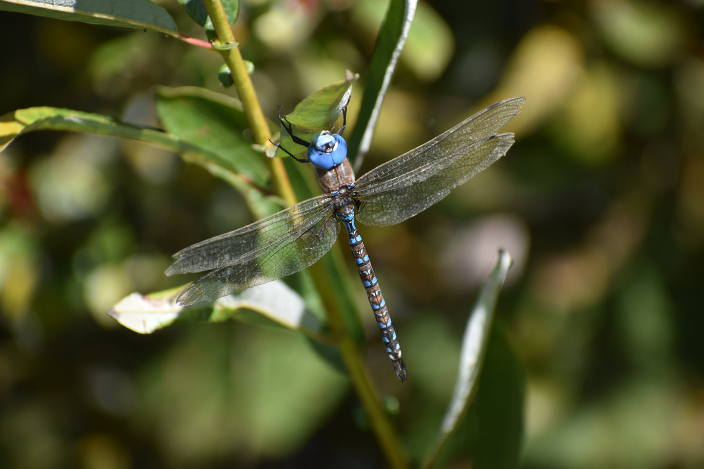 Dragonfly 16" x 20" Custom Metal Print