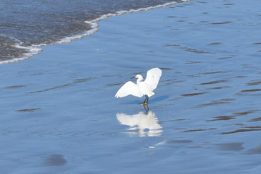 Egret W/reflect 16" x 20" Custom Metal Print